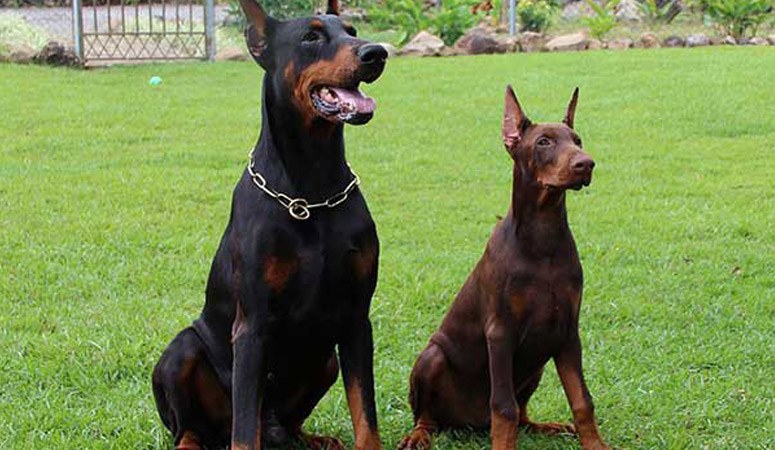 Doberman Pinscher | Puppy Area