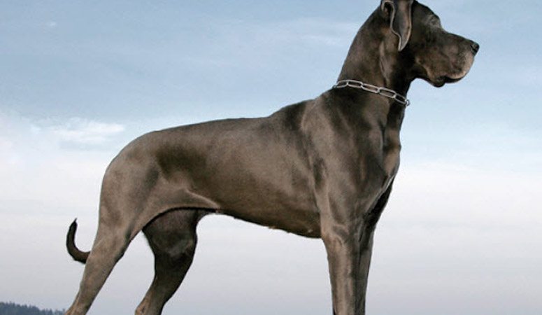 life size great dane