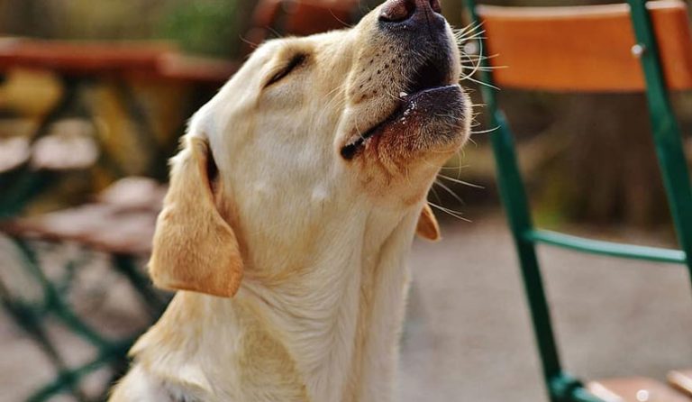 Dog Howling – Why and What You Can Do - Puppy Area