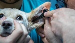 Ear Infection in Dogs – Causes, Symptoms and Prevention - Puppy Area