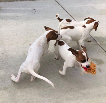 Boxer Mix Puppies | Puppy Area