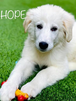 Hope | Puppy Area