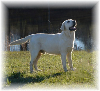 White Labs | Puppy Area