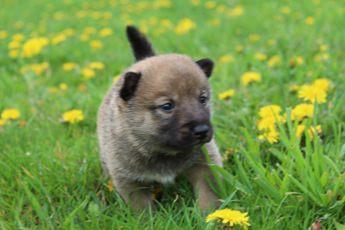 Balto | Puppy Area