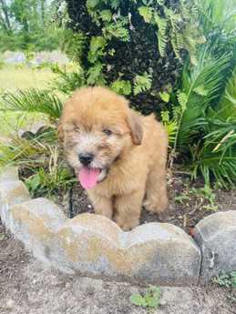 puppy buddy with heartbeat