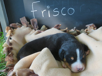 Frisco | Puppy Area