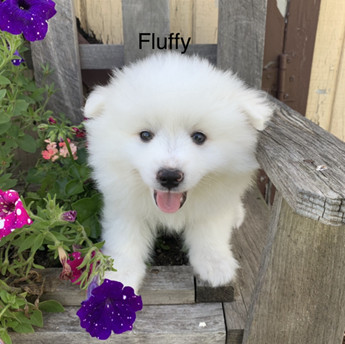 Fluffy | Puppy Area