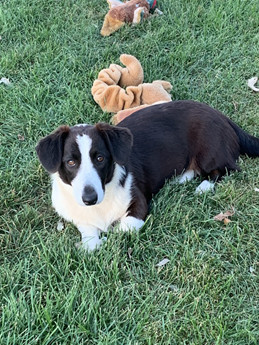 smudge puppy