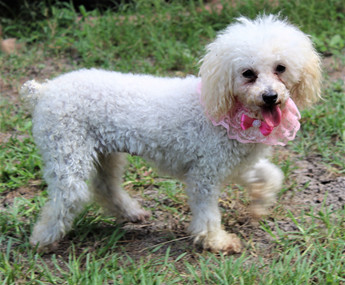 lamb chop puppy