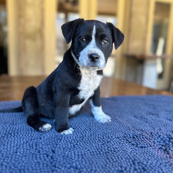 Romeo - Puppy Area