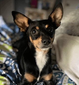 Wallaby (TX) - Puppy Area