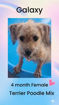 GALAXY– 4 MO FEM POODLE TERRIER MIX @ PETCO, 5011 E. RAY ROAD, PHOENIX 85044 ON SATURDAY, JUNE 22nd
