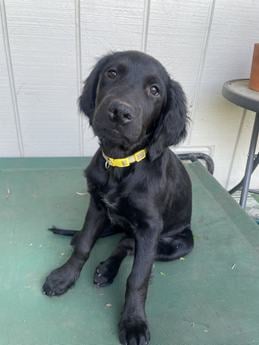 Yellow puppy -- Urgent urgent urgent urgent foster needed immediately