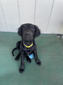 Yellow puppy -- Urgent urgent urgent urgent foster needed immediately